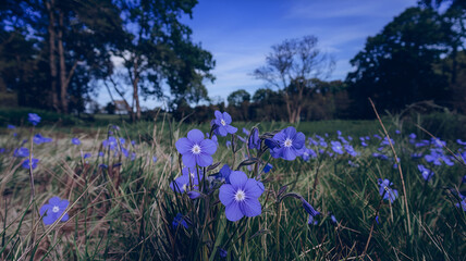 spring flowers in the forest