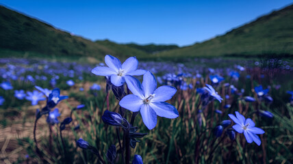 spring flowers in the mountains