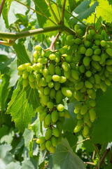 Close up of grapes hanging on branch. Hanging grapes. Grape farming. Grapes farm. Tasty green grape bunches hanging on branch. Grapes.