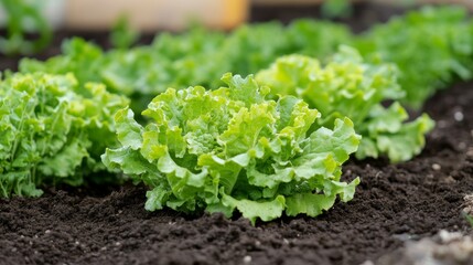 Fresh, Vibrant Green Lettuce Thriving in a Lush Garden Bed, Concept of Organic Farming