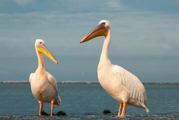 African wild birds. Great pelicans on the blue lagoon on a summer morning