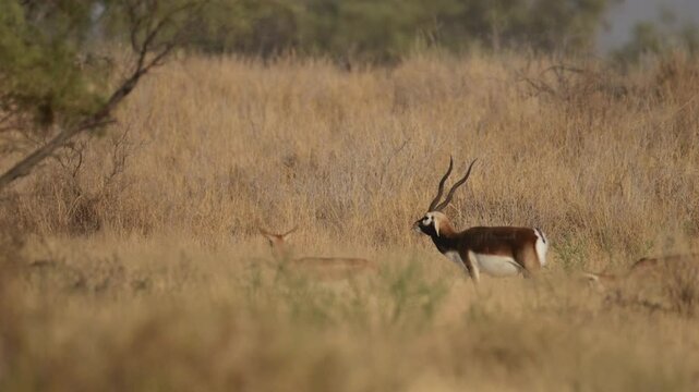 A blackbuck antelope, running towards female Black Buck