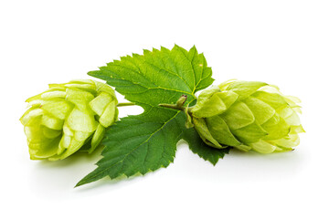 Common hops - Humulus lupulus - macro of cones and leaf