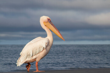 African wild bird. A lone Great pelican in a blue lagoon against a cloudy sky