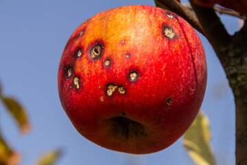Red apple with blemishes hanging from a tree branch against a clear blue sky during early autumn