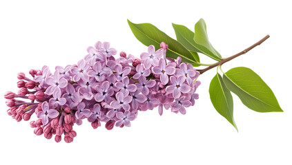 Beautiful Lilac Flower Branch with Green Leaves Isolated on Transparent Background