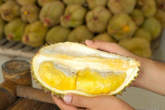 Close up durio zibethinus or Durian fruit on plastic plate. Delicious and sweet durian from Indonesia. Durian Bawor