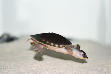Pig-nosed Turtle's Underwater Adventure