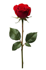 Rose with a cut-out background, perfect for design projects. Delicate petals and elegant details add a romantic and artistic touch