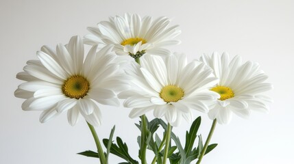 Fototapeta premium Five White Shasta Daisies on Green Stems, Large Flower Heads on Bright Copy Space Background