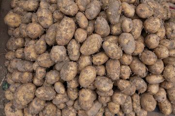 Prayagraj,India-6 January 2025 Selling fresh new potatoes or aloo at a street market at Prayagraj...