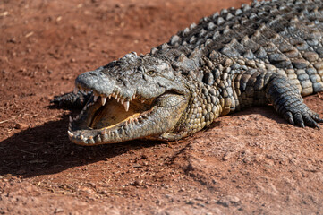 Obraz premium Crocodile basking on the warm soil under the sun in Morocco's natural habitat
