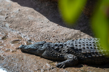 Crocodile resting in a sunlit area in Morocco's natural habitat