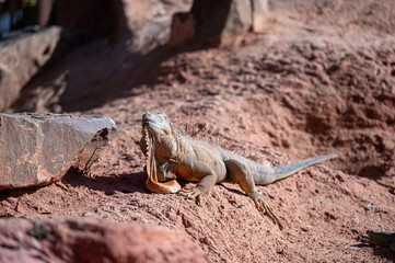 Iguana basking under the sun on rocky terrain in Morocco's natural landscape
