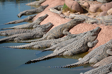 Multiple crocodiles rest on the sandy bank near calm waters in Morocco's natural habitat.