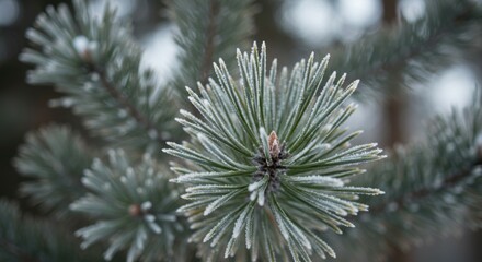 A detailed macro photograph of pine needles encased in shimmering frost.