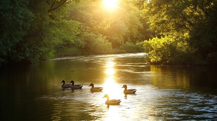 Fototapeta premium Ducks swimming calmly on a tranquil river reflecting the sunlight