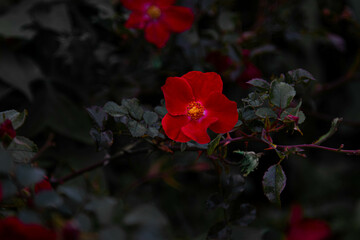fleurs 058