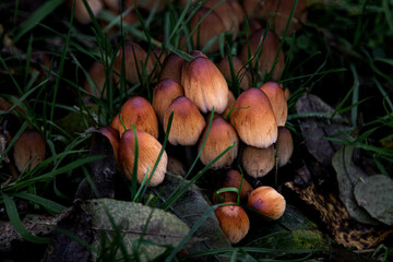fleurs 056