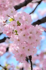 Fototapeta premium Beautiful Soft Pink Cherry Blossom Flowers on Tree Branch, Vibrant Colors, Under Blue Sunny Sky.