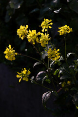fleurs 031