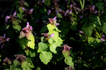 fleurs 026