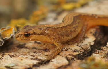 Closeup on a terrestrial Common European smooth newt, Lissotriton vulgaris vulgaris