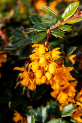fleurs 025
