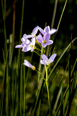 fleurs 019