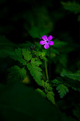 fleurs 006