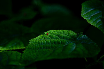 fleurs 004