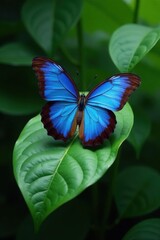 Dorrigo rainforest, blue butterfly perched on leaf, wing, macro, dorrigo
