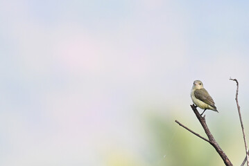 The beautiful pale billed flowerpecker perched on a thin branch amidst a vibrant green  background.