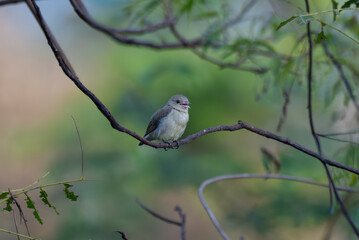 The beautiful pale billed flowerpecker perched on a thin branch amidst a vibrant green  background.