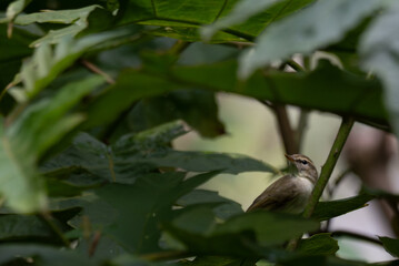 The beautiful pale billed flowerpecker perched on a thin branch amidst a vibrant green  background.