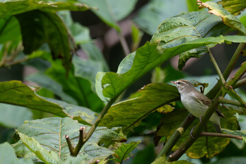 The beautiful pale billed flowerpecker perched on a thin branch amidst a vibrant green  background.