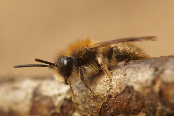 Closeup on a male Clarke's mining bee, Andrena clarkella, one of the earliest active species