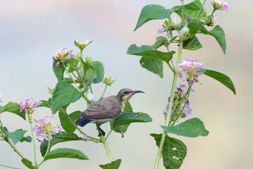 A vibrant sunbird hovers gracefully above a cluster of delicate lantana flowers. The background is blurred with green.