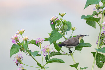 A vibrant sunbird hovers gracefully above a cluster of delicate lantana flowers. The background is blurred with green.