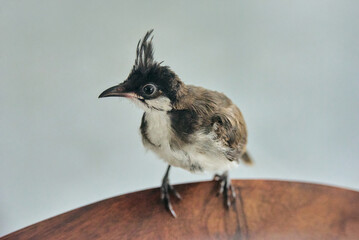A detailed close-up view of a red-whiskered bulbul chick, showcasing its soft feathers, and bright eyes