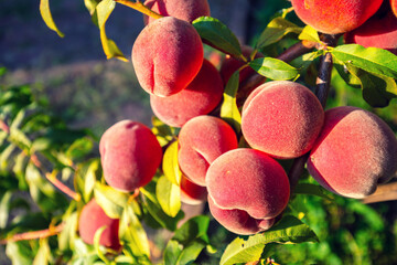 Ripe peaches on a branch in an orchard. Nature background. Harvest of ripe peaches