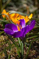 Fototapeta premium Crocuses. Beautiful spring flowers on a blurry background in an English park.