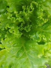 fresh green lettuce