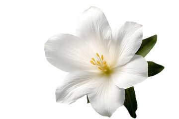 Obraz premium white flower isolated on transparent background