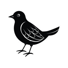 bird vector illustration