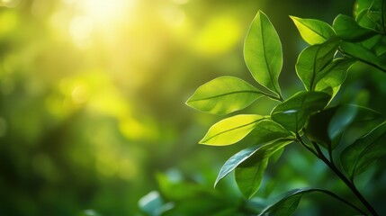 Obraz premium Beautiful green leaf in nature with blurred greenery
