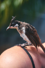 A detailed close-up view of a red-whiskered bulbul chick resting in a woman's shoulder, highlighting delicate feathers, and expressive eyes