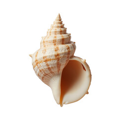 High-Spiraling Cone-Shaped Seashell with Open Aperture