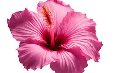 A blooming pink hibiscus with large petals, isolated on a empty plain background