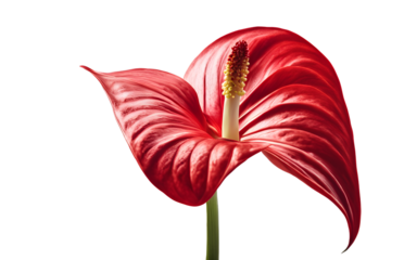 A bright and vibrant red anthurium flower, isolated on a empty plain background